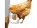 Chicken Feeder with Rat Stopper Caps