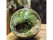 Ball Shaped Cute Clear Glass Vase for Decoration