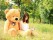 Teddy Bear Giant Big Plush Sleepy Bear Light Brown