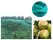 Green PE Bird Netting 10 x 4m