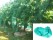 Green PE Bird Netting 10 x 4m