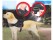 Dog Harness Multipurpose Nylon Pet Leash Heavy Duty