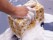 Car Wash Sponge